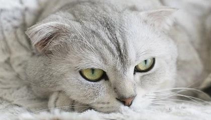 九游官网pc-莱万状态火热，连续7场在德甲破门，莱万2020集锦