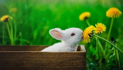 九游（jiuyou.com）游戏-狼队客场力克猛龙，取得关键胜利，狼队vsgk